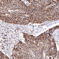 Rabbit anti-SHMT2/SHMT Polyclonal Antibody