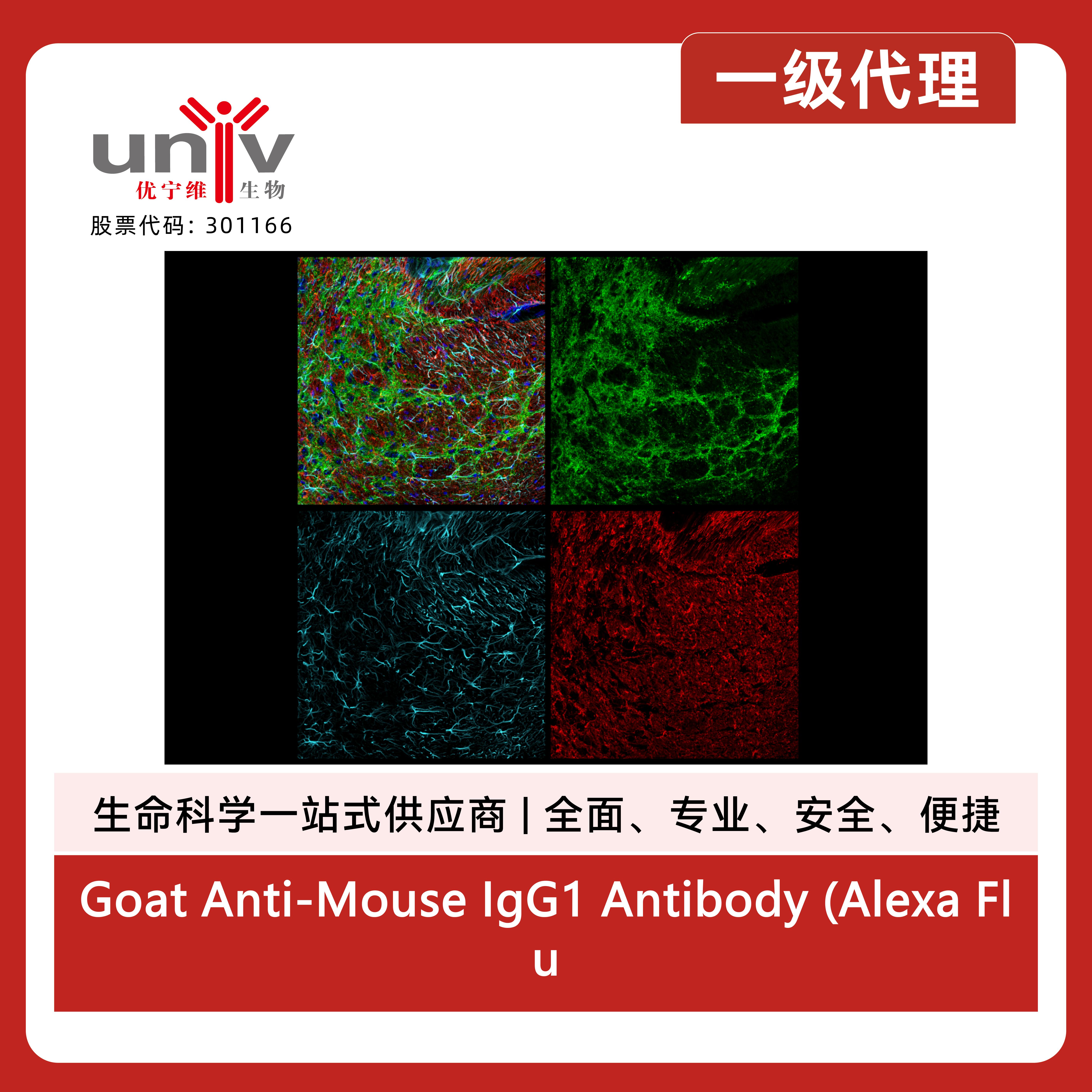 Goat Anti-Mouse IgG1 Antibody (Alexa Fluor® 488 Conjugate)产品图