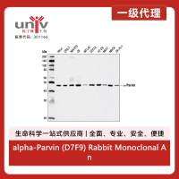 alpha-Parvin (D7F9) Rabbit Monoclonal Antibody