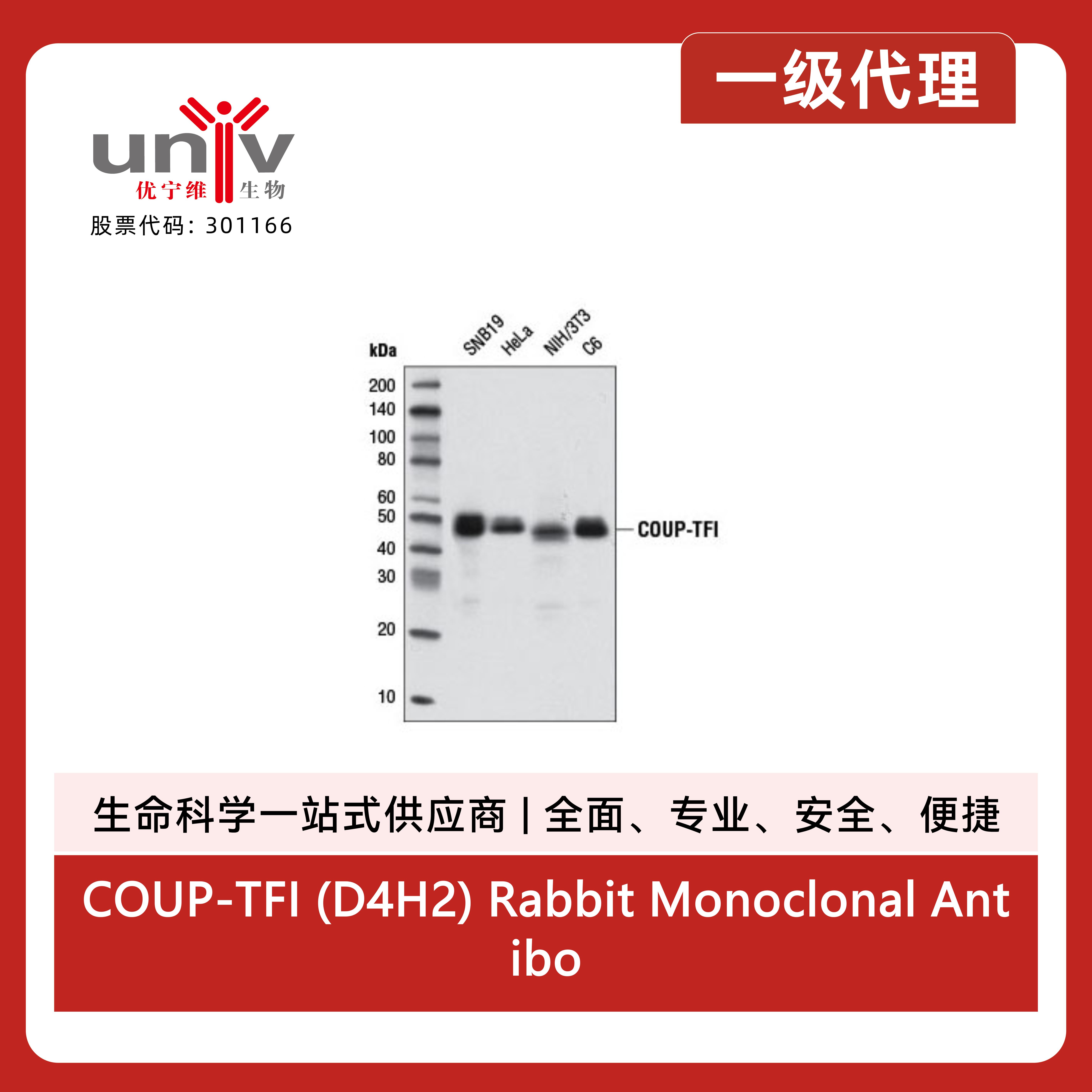 COUP-TFI (D4H2) Rabbit Monoclonal Antibody产品图