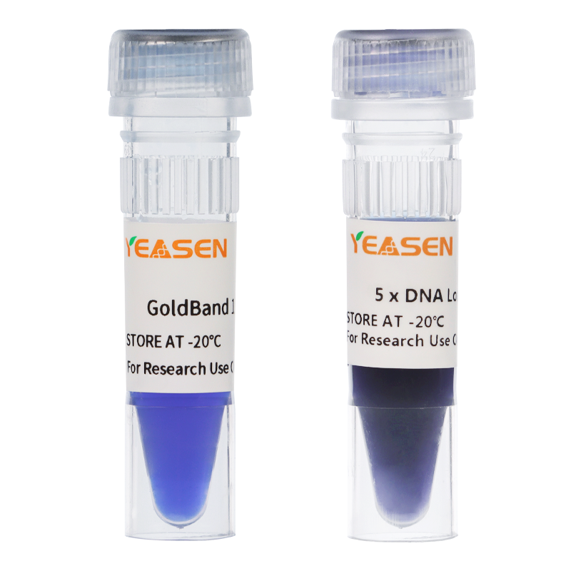 DNA Marker-GoldBand 15000 DNA Marker产品图