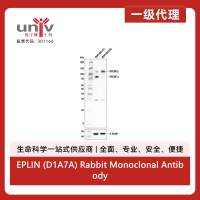 EPLIN (D1A7A) Rabbit Monoclonal Antibody