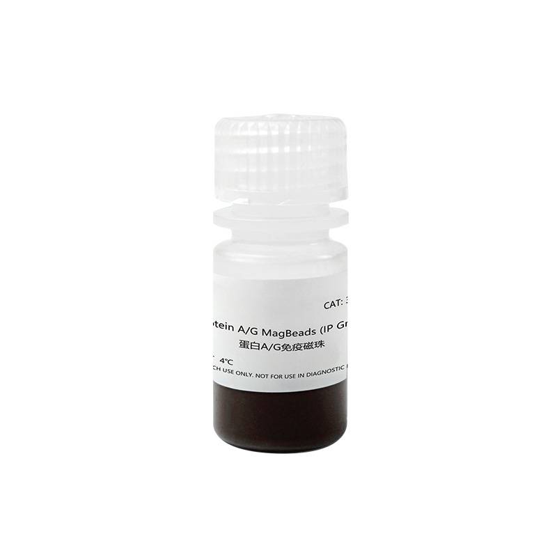 蛋白A/G免疫磁珠 Protein A/G Beads (抗原抗体亲和纯化)产品图