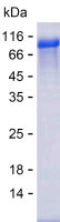 Recombinant Human MAN2C1 Protein(N-MBP & C-His)