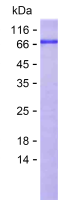 Recombinant Human GOLGA5 Protein(C-His)