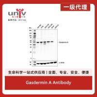 Gasdermin A Antibody