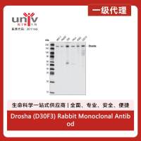 Drosha (D30F3) Rabbit Monoclonal Antibody