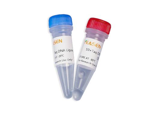 Taq DNA连接酶（Taq DNA Ligase）耐高温连接酶