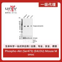 Phospho-Akt (Ser473) (E4U3U) Mouse Monoclonal Antibody