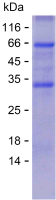 Recombinant Human CPNE5 Protein(C-His)