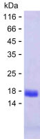 Recombinant Human PLEKHJ1 Protein(C-His)