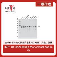 IMP1 (D33A2) Rabbit Monoclonal Antibody