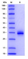 Recombinant SARS-CoV-2 XBB1.16 RBD Protein(C-10His)