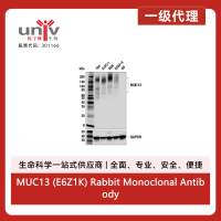 MUC13 (E6Z1K) Rabbit Monoclonal Antibody