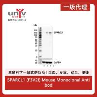 SPARCL1 (F3V2I) Mouse Monoclonal Antibody