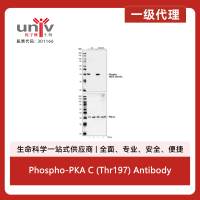 Phospho-PKA C (Thr197) Antibody