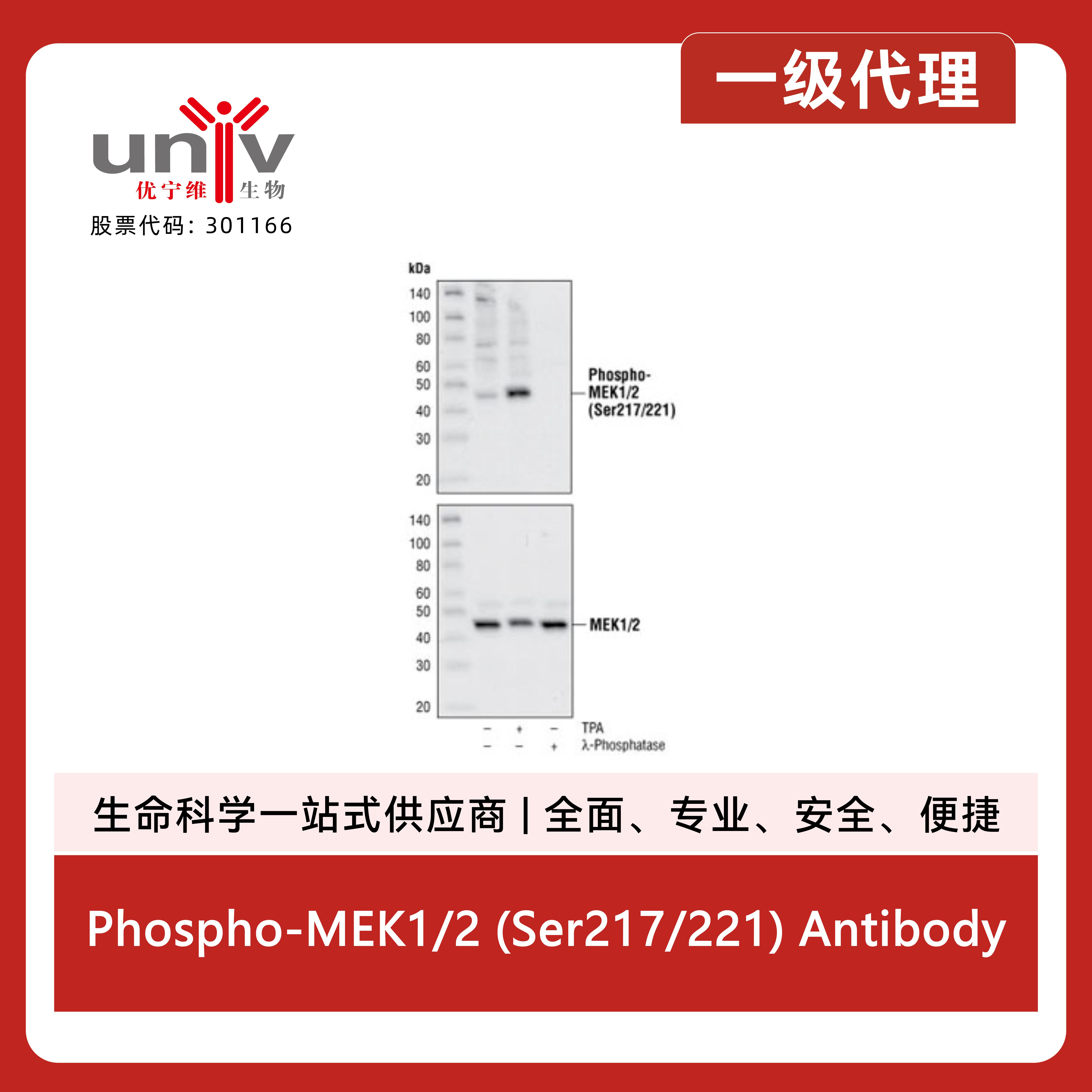 Phospho-MEK1/2 (Ser217/221) Antibody产品图