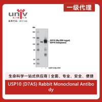 USP10 (D7A5) Rabbit Monoclonal Antibody