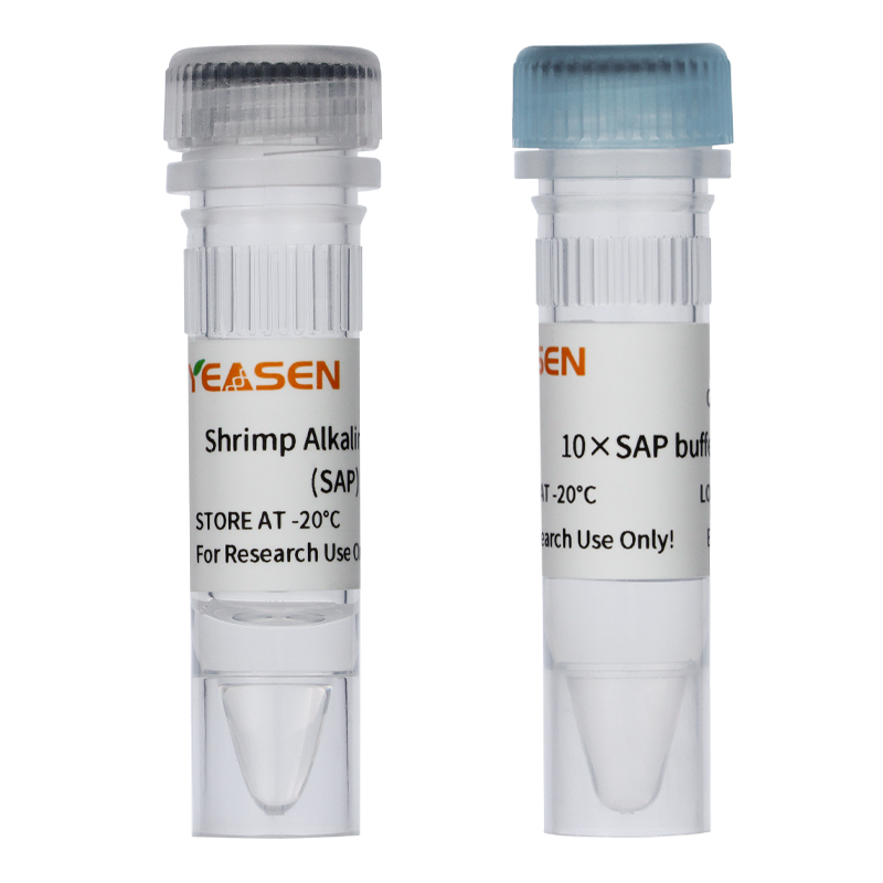 虾碱性磷酸酶Shrimp Alkaline Phosphatase (SAP) (1U/μl)