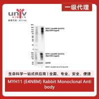 MYH11 (E4N8M) Rabbit Monoclonal Antibody
