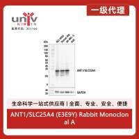 ANT1/SLC25A4 (E3E9Y) Rabbit Monoclonal Antibody
