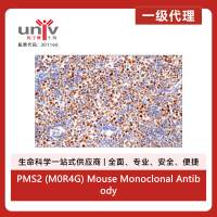 PMS2 (M0R4G) Mouse Monoclonal Antibody