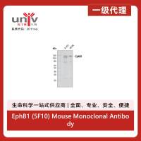 EphB1 (5F10) Mouse Monoclonal Antibody