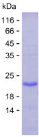 Recombinant Human FAXC Protein(C-His)