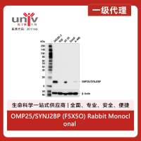 OMP25/SYNJ2BP (F5X5O) Rabbit Monoclonal Antibody