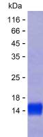 Recombinant Human KLF3 Protein(C-His)