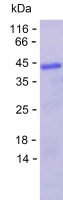 Recombinant Human PATJ Protein(C-His)