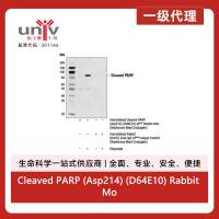 Cleaved PARP (Asp214) (D64E10) Rabbit Monoclonal Antibody (Sepharose® Bead Conjugate)