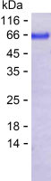 Recombinant Human CLGN Protein(C-His)