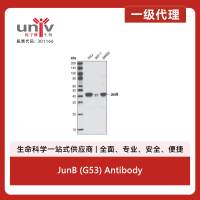 JunB (G53) Antibody