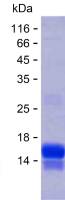 Recombinant Human NFATC3 Protein(C-His)
