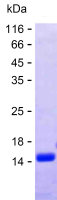 Recombinant Human PMS2P1 Protein(C-His)