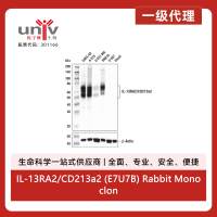 IL-13RA2/CD213a2 (E7U7B) Rabbit Monoclonal Antibody
