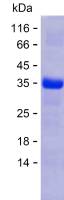 Recombinant Human PAF1 Protein(C-His)