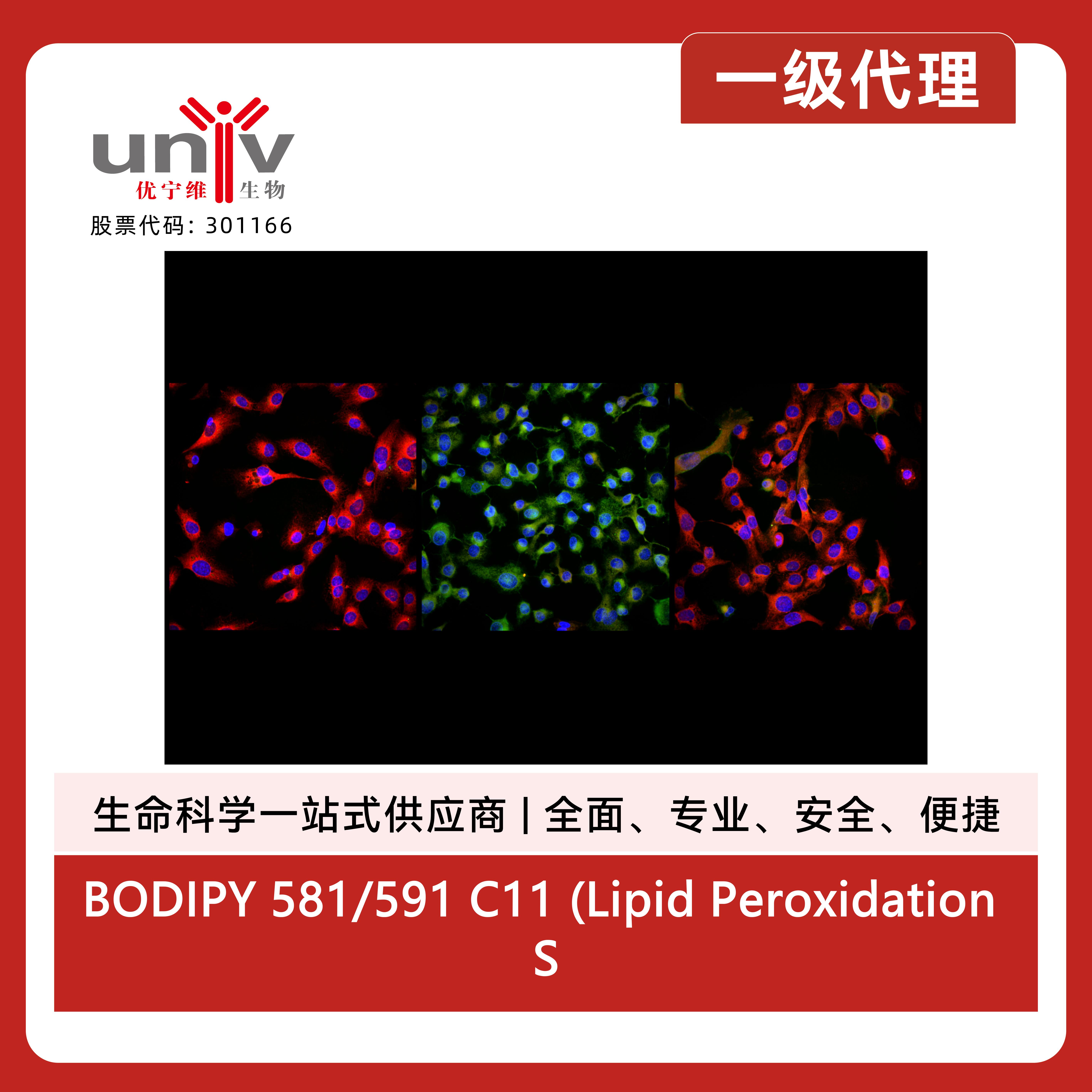 BODIPY 581/591 C11 (Lipid Peroxidation Sensor)产品图