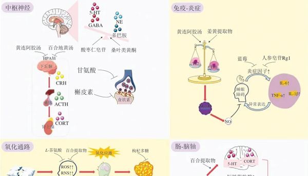 褪黑素国标落地，改善睡眠天然功效成分的循证图谱：从药食同源到天然活性成分，如何解码一夜好眠？