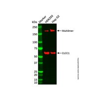 CLCC1 Antibody,ExactAb™, 已验证, 无载体, 1.0 mg/mL,阿拉丁