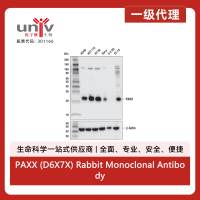 PAXX (D6X7X) Rabbit Monoclonal Antibody
