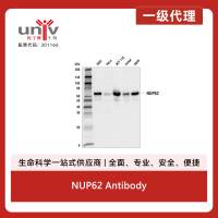 NUP62 Antibody