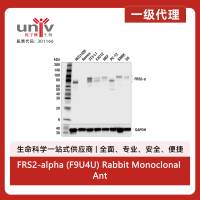 FRS2-alpha (F9U4U) Rabbit Monoclonal Antibody