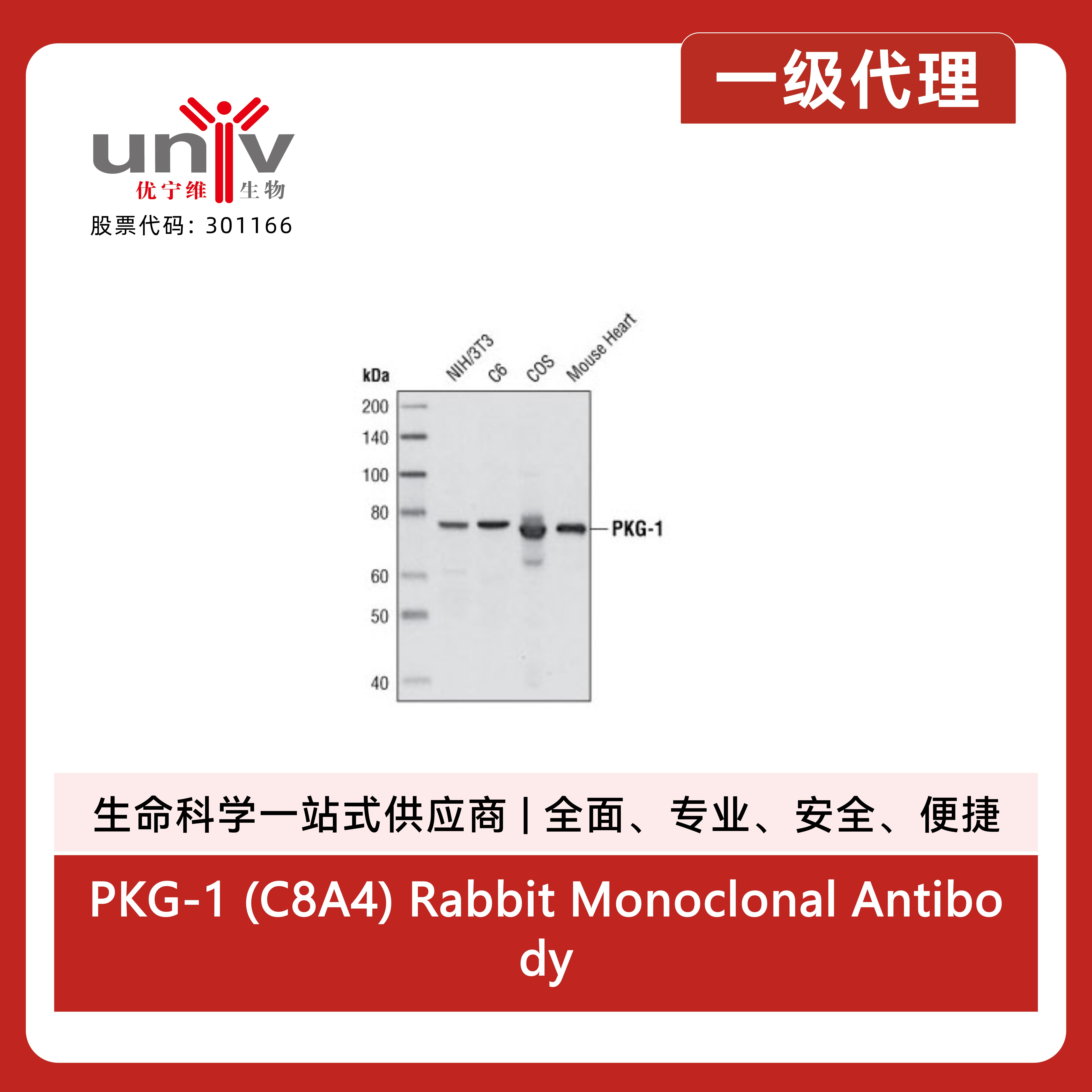 PKG-1 (C8A4) Rabbit Monoclonal Antibody产品图
