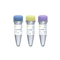 SUMO蛋白酶 SUMO Protease