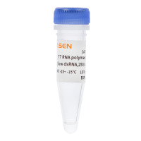Hieff® T7 RNA Polymerase GMP-grade (low dsRNA, 250 U/μL)