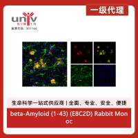 beta-Amyloid (1-43) (E8C2D) Rabbit Monoclonal Antibody (Alexa Fluor® 555 Conjugate)