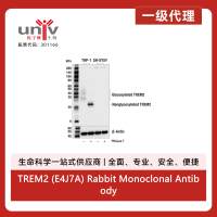 TREM2 (E4J7A) Rabbit Monoclonal Antibody