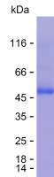 Recombinant Human GNG12 Protein(N-MBP & C-His)